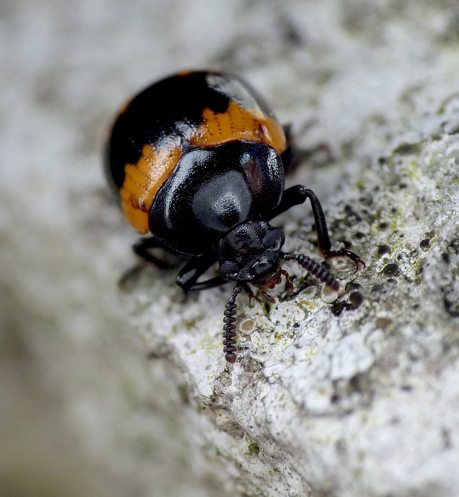 Diaperis boleti Beetle Face