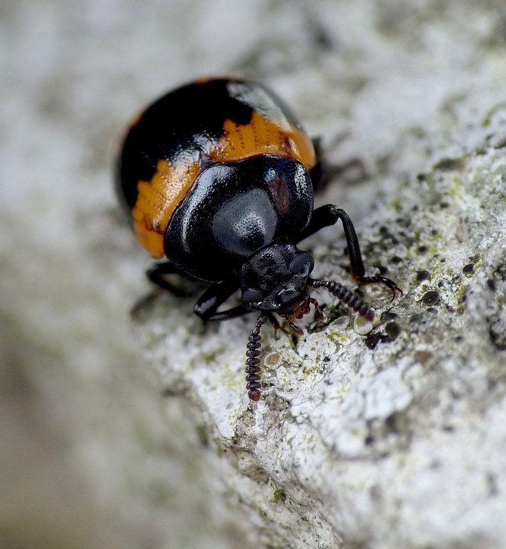 Diaperis boleti Beetle Face