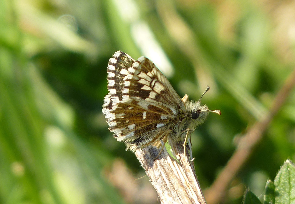 Grizzled Skipper