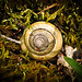 Snail in Moss