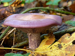 Purple Fungi