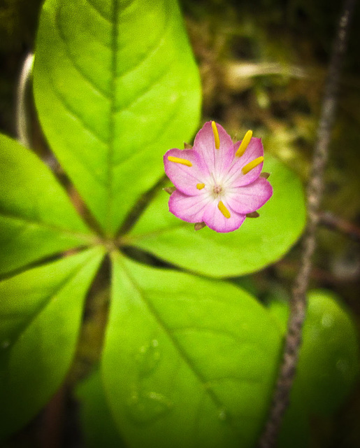 Star Flower along the Applegate River, Southern Oregon