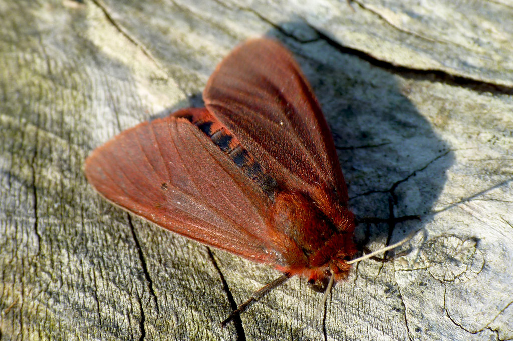 Ruby Tiger Phragmatobia fuliginosa