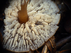 Fungi Art