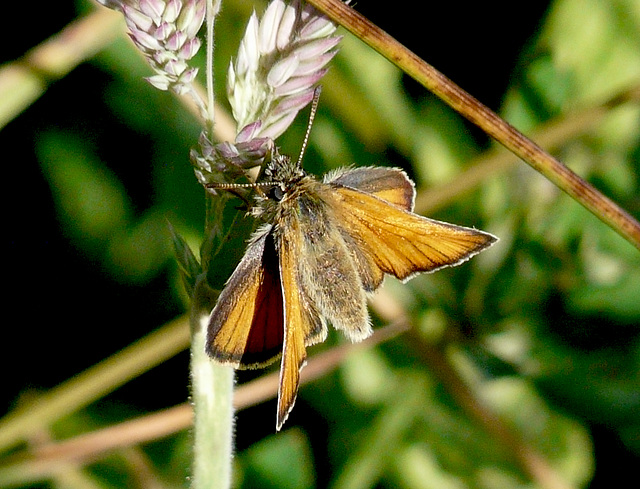 Possibly Essex Skipper