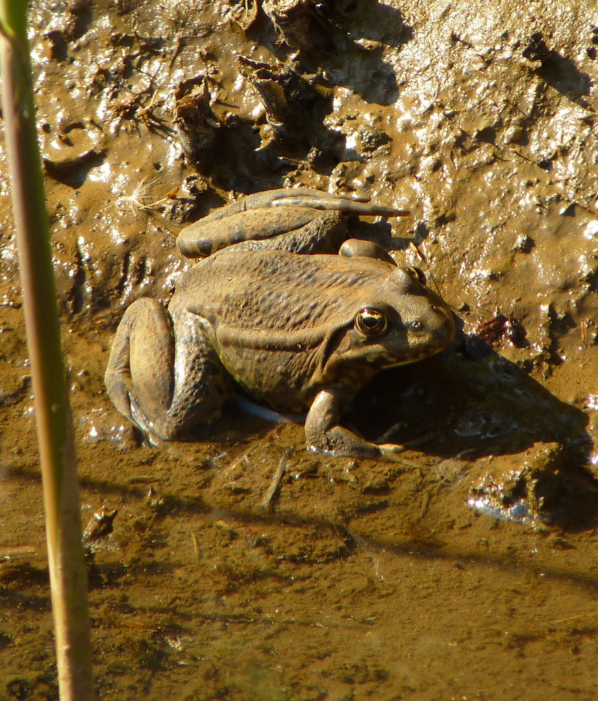 Common Frog