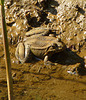 Common Frog