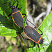 Bordered Plant Bugs Mating