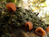 Jelly Ear Fungus