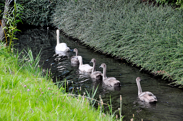 Following mother