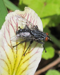 Flesh Fly, family Sarcophagidae