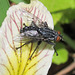 Flesh Fly, family Sarcophagidae