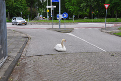 Swan on the road