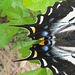 Pale Tiger Swallowtail, Papilio eurymedon 3