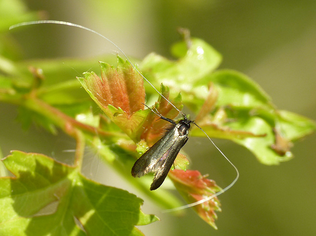 Adela reaumurella Male