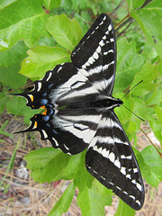 Pale Tiger Swallowtail, Papilio eurymedon 2