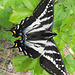 Pale Tiger Swallowtail, Papilio eurymedon 2