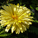 Patio Life: Cottage Garden Something