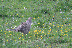 Hen Pheasant in a field of Spring wild flowers