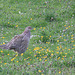 Hen Pheasant in a field of Spring wild flowers