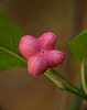 Spindle Tree