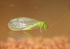 Patio Life: Green Lacewing