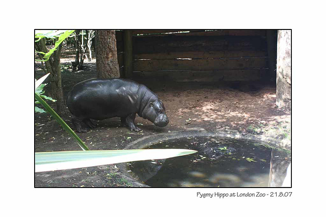 Pygmy Hippo