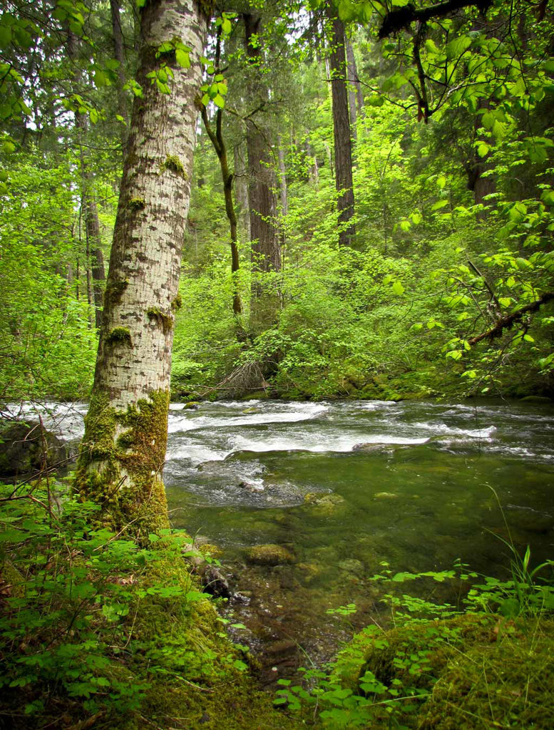 Mossy Tree on Applegate River