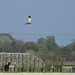 Western Marsh Harrier hunting Alpacas