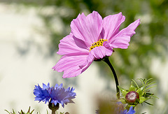 Patio Life: Cosmos & Cornflower