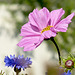 Patio Life: Cosmos & Cornflower