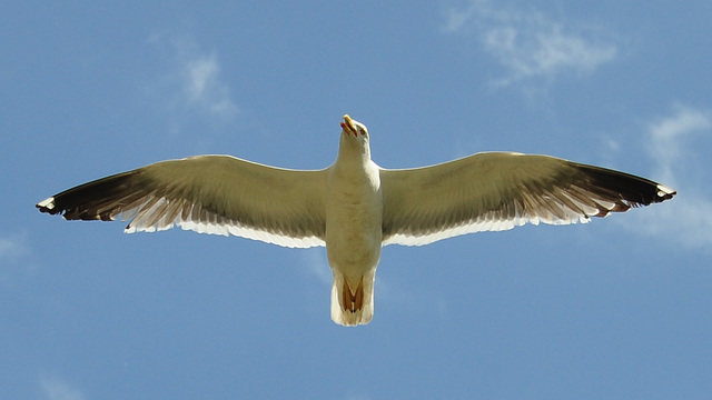 Gull attacking