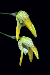 Porroglossum tripollex