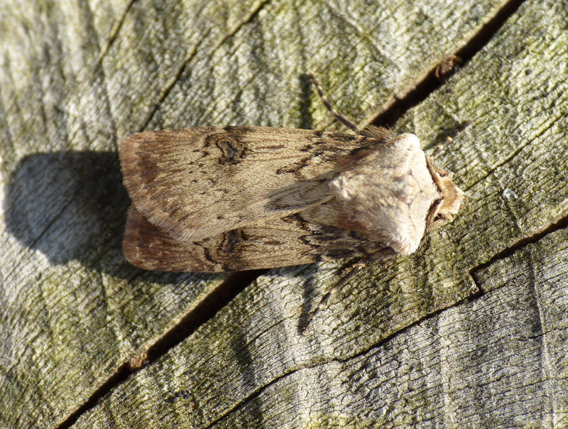 Shuttle-shaped Dart