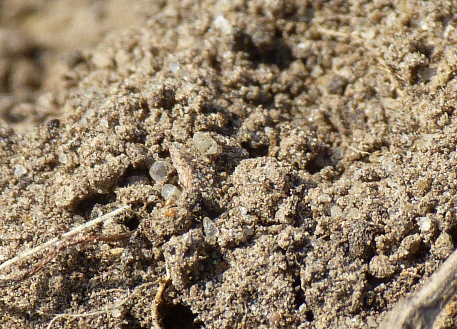 Beefly Egg