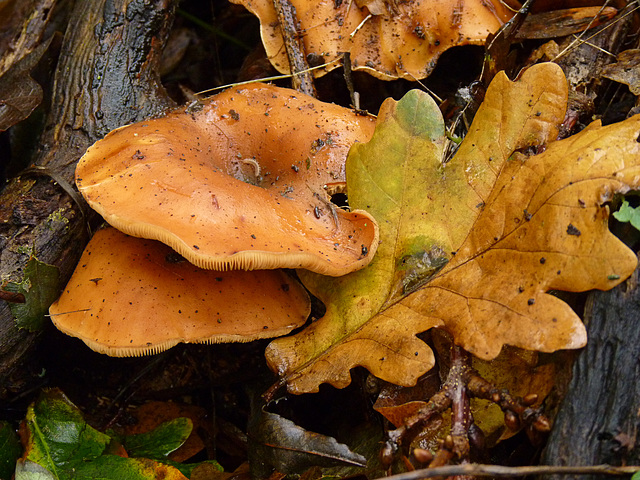 Autumn Fungi