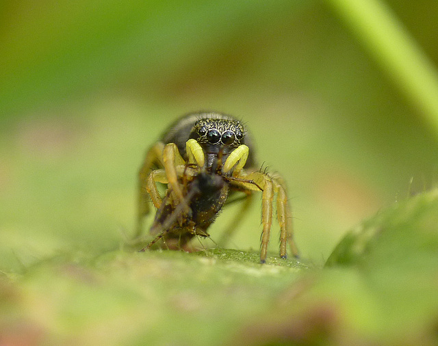 Jumpy Spider