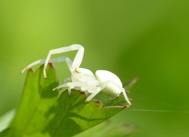 Crab Spider