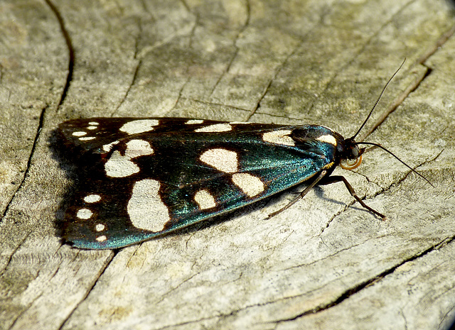 Scarlet Tiger Moth