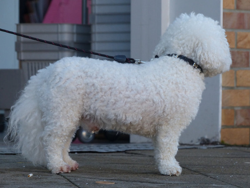 Ton Chien t'Attend - 1 March 2014