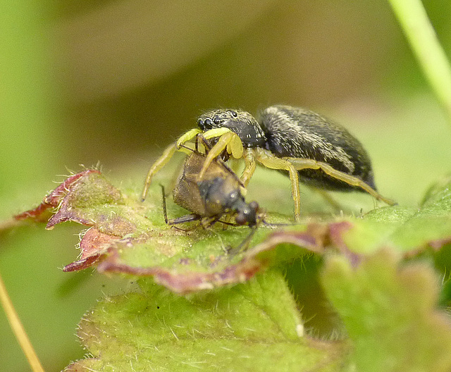 Jumpy Spider