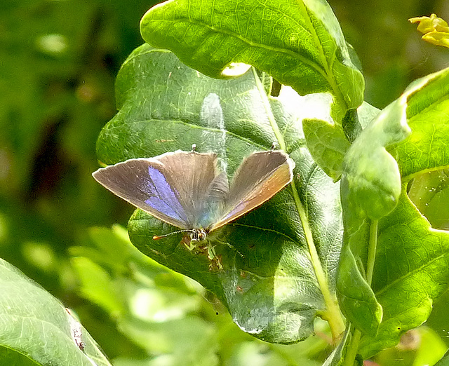 Purple Hairstreak @ Pebsham CP