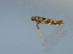 Caloptilia syringella