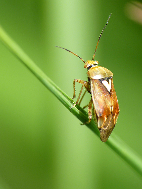 Unknown Mirida sp.