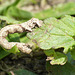 Scalloped Oak