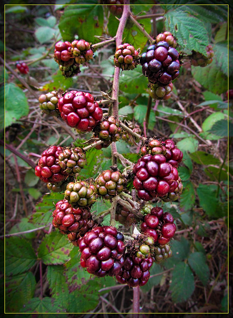 Ripening Blackberries on Mt. Davidson