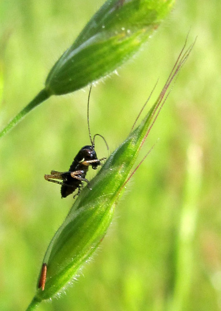 tiny cricket with Cigar Casebearer moth larva