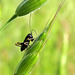 tiny cricket with Cigar Casebearer moth larva