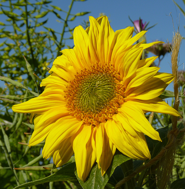 Patio Life: Sunflower from Birdseed