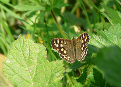 Speckled Wood